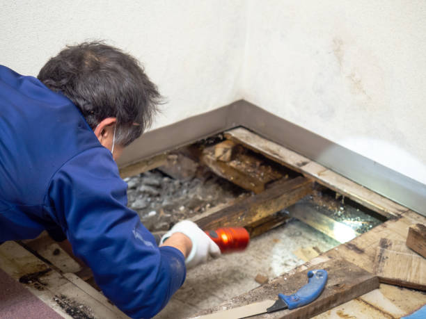 Best Health and Safety Mold Remediation in Bay City, MI