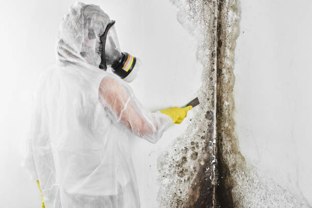 Best Insurance-Related Mold Remediation in Bay City, MI
