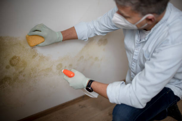Professional Mold Remediation in Bay City, MI