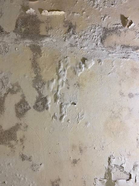 Best Mold Remediation for Schools in Bay City, MI