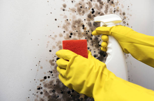 Best Attic Mold Remediation in Bay City, MI