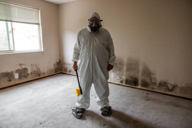 Best Crawl Space Mold Remediation in Bay City, MI