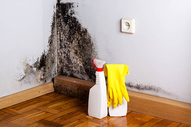 Best White Mold Remediation in Bay City, MI